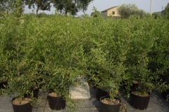 Punica granatum 